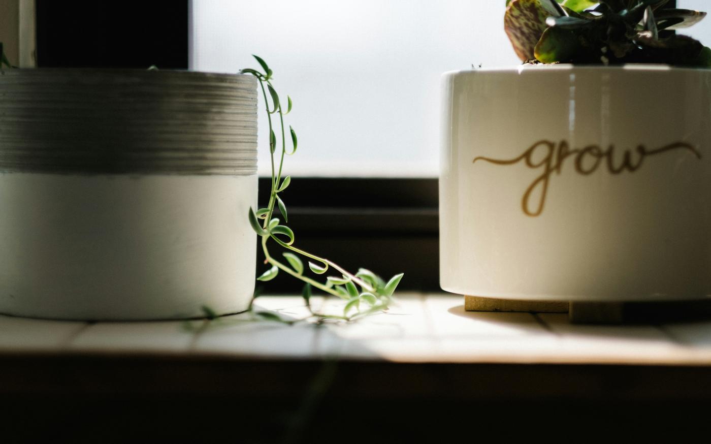 green leafed vine plant beside white pot near window by Andrew Seaman courtesy of Unsplash.