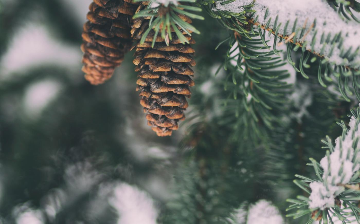 shallow focus photography of pine cone by Aaron Burden courtesy of Unsplash.