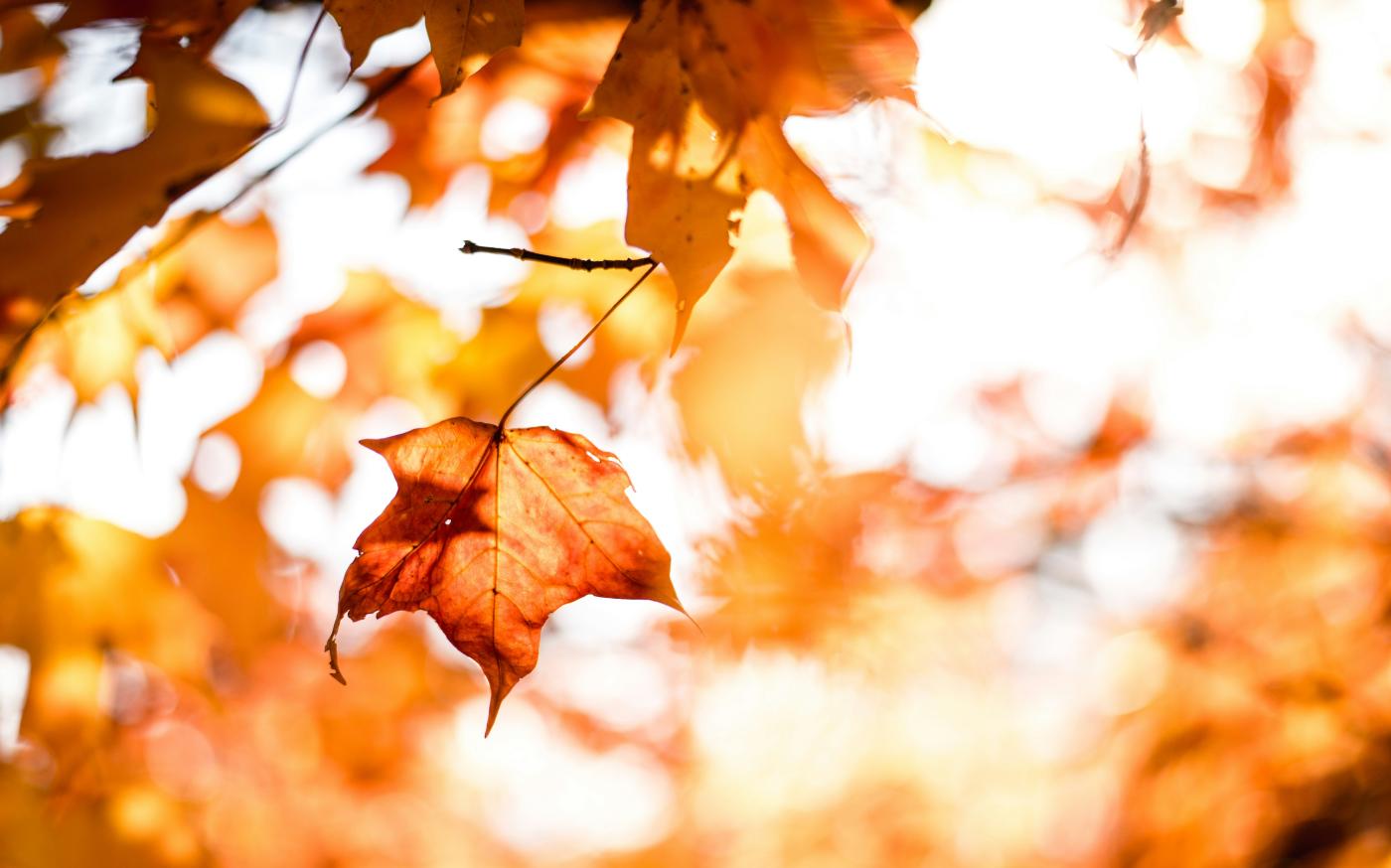 close-up photography of maple leafs with shallow depth of field by Matt courtesy of Unsplash.