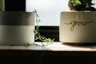 green leafed vine plant beside white pot near window by Andrew Seaman courtesy of Unsplash.