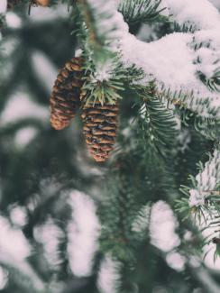 shallow focus photography of pine cone by Aaron Burden courtesy of Unsplash.