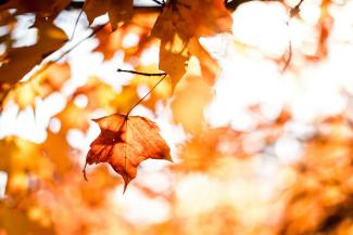 close-up photography of maple leafs with shallow depth of field by Matt courtesy of Unsplash.