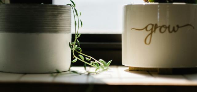 green leafed vine plant beside white pot near window by Andrew Seaman courtesy of Unsplash.