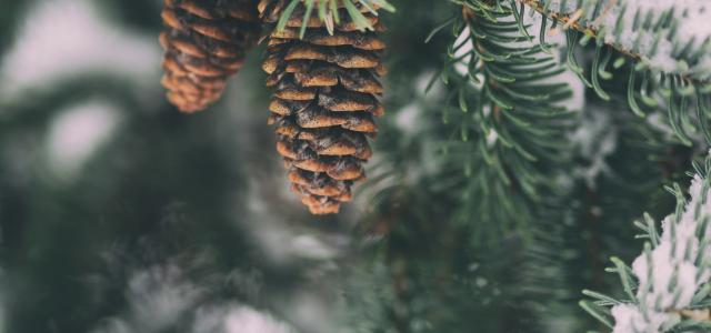 shallow focus photography of pine cone by Aaron Burden courtesy of Unsplash.