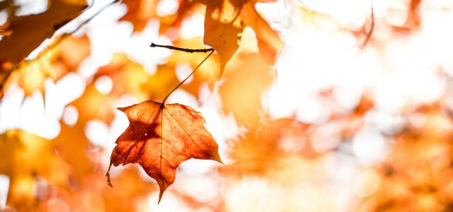 close-up photography of maple leafs with shallow depth of field by Matt courtesy of Unsplash.